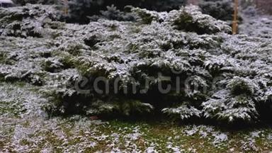 青枝云杉，冷杉下雪.. 常绿树。 初雪，秋，春，初冬.. 动作缓慢。